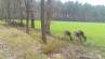 Ich vergebe für meine knapp 300 ha große Eigenjagd  im Kreis Bad Segeberg zwei Begehungsscheine gegen Hegebeitrag.